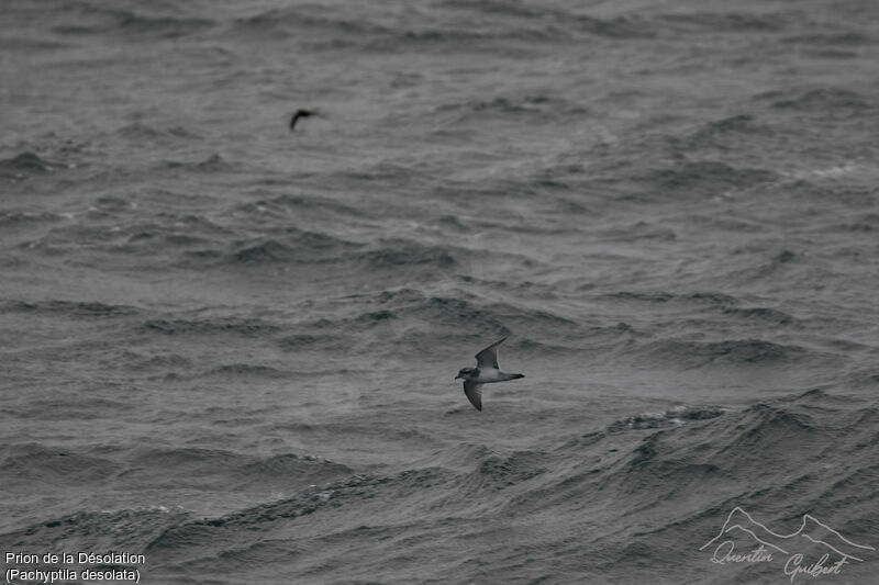 Antarctic Prion