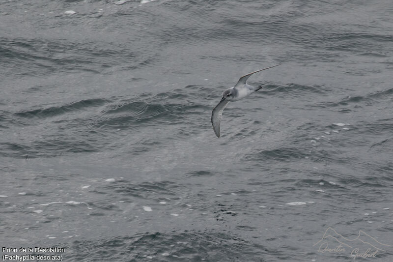 Antarctic Prion