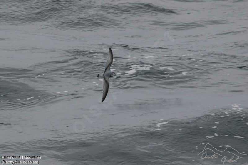 Antarctic Prion