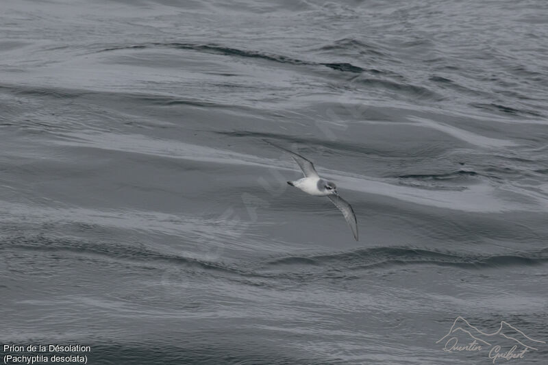 Antarctic Prion