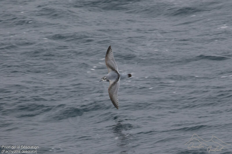 Antarctic Prion, Flight