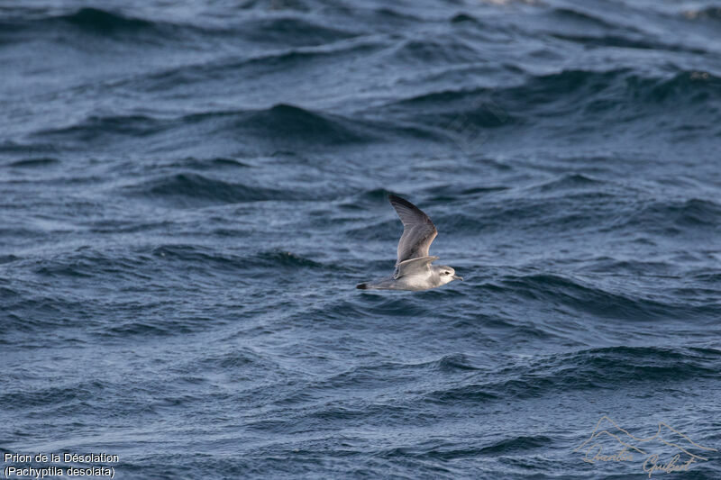 Antarctic Prion, Flight