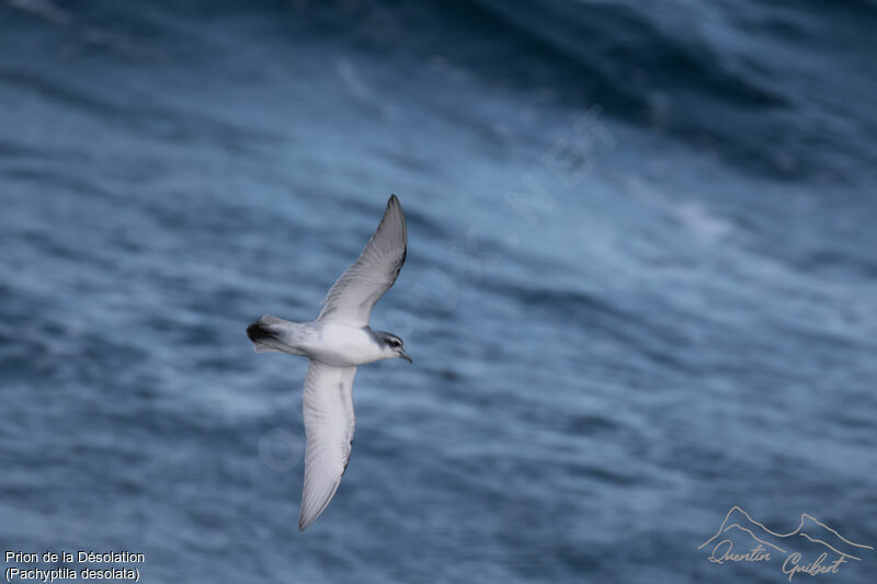 Antarctic Prion