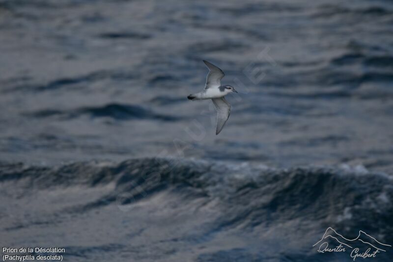 Antarctic Prion