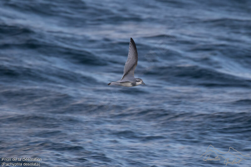 Antarctic Prion