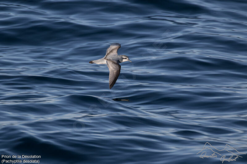 Antarctic Prion