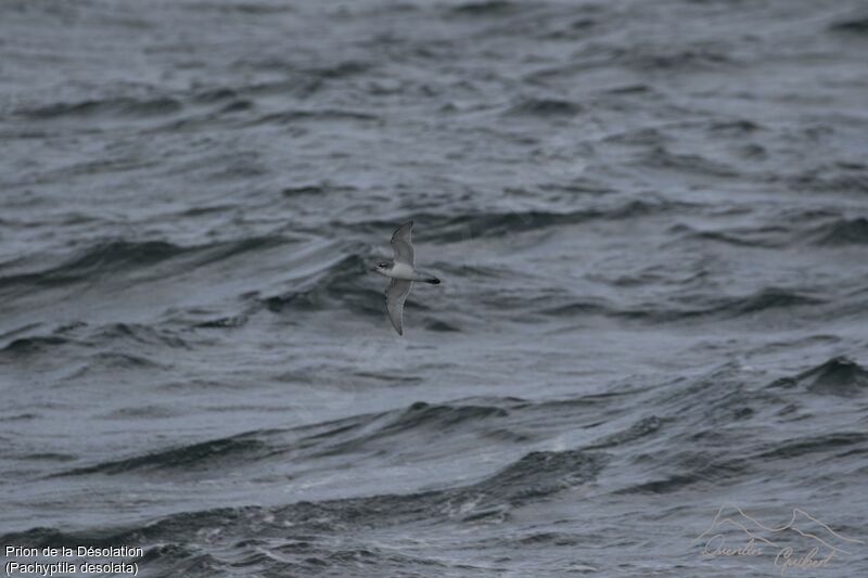 Antarctic Prion