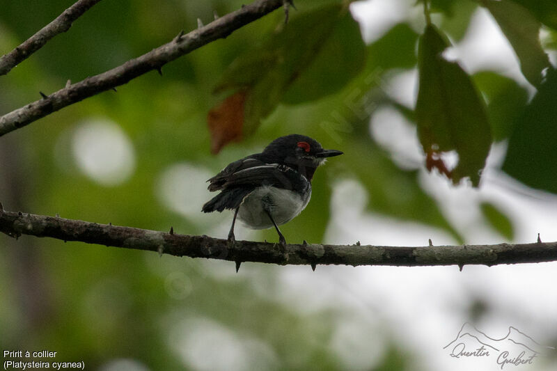 Brown-throated Wattle-eye female adult breeding