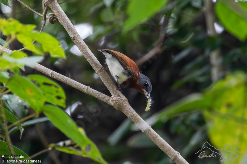 Chestnut Wattle-eye female adult, identification, eats