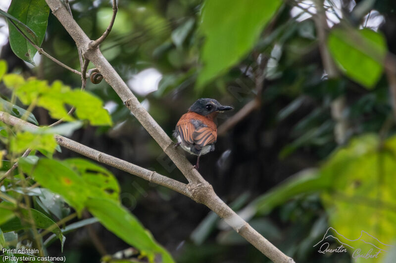 Chestnut Wattle-eye female adult, identification