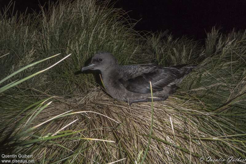 Short-tailed Shearwateradult, identification