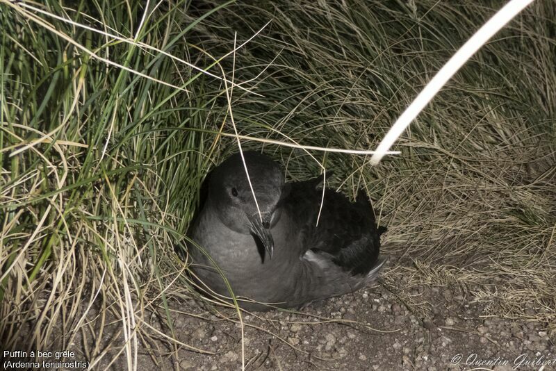 Puffin à bec grêleadulte