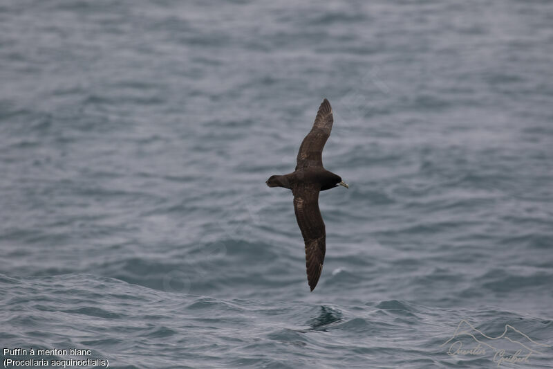 White-chinned Petrel