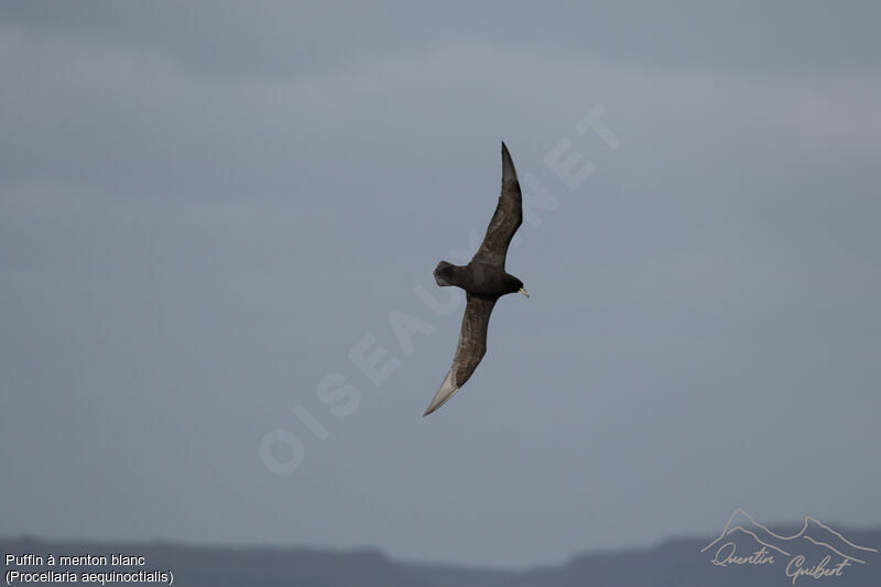 White-chinned Petrel