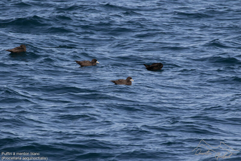 White-chinned Petrel