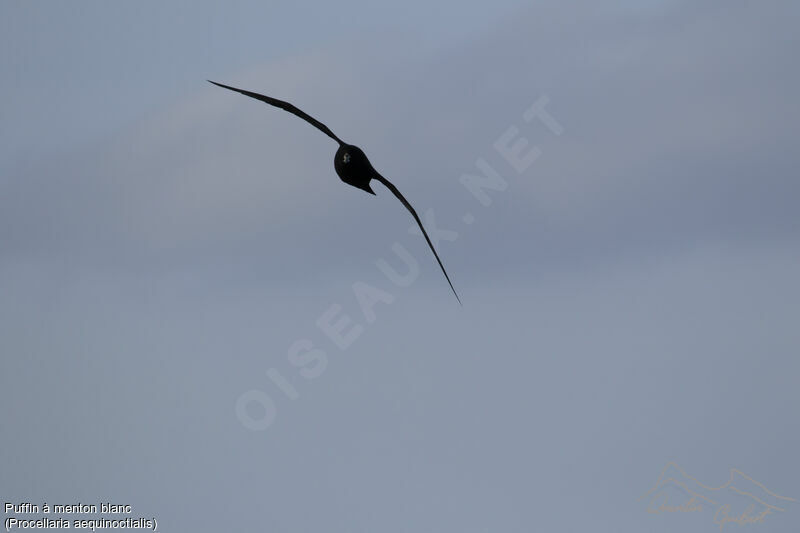 White-chinned Petrel