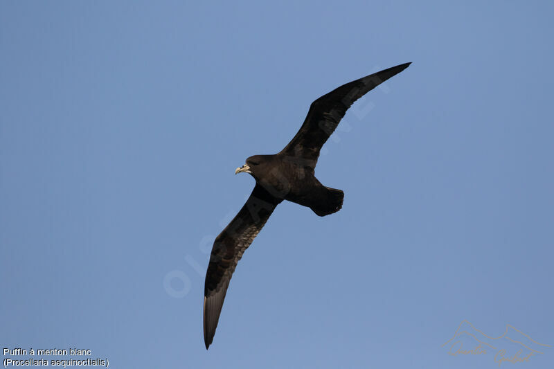 White-chinned Petrel