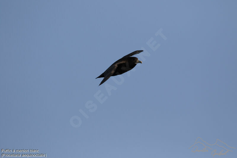 White-chinned Petrel