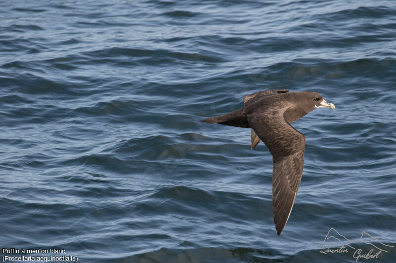 White-chinned Petrel