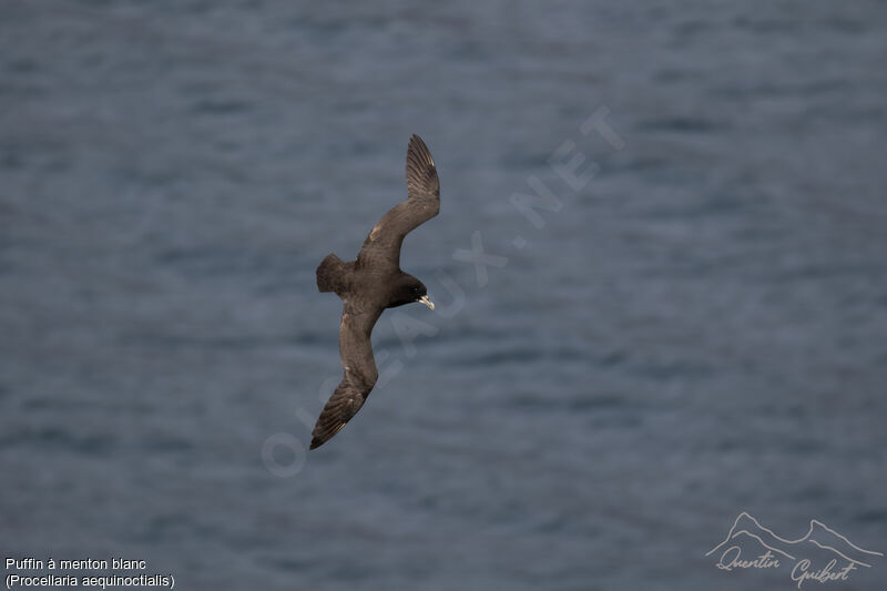 Puffin à menton blanc