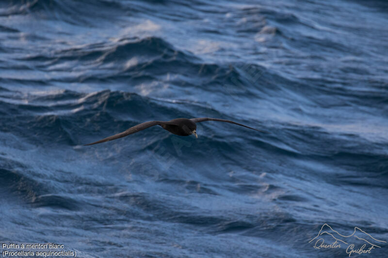 White-chinned Petrel