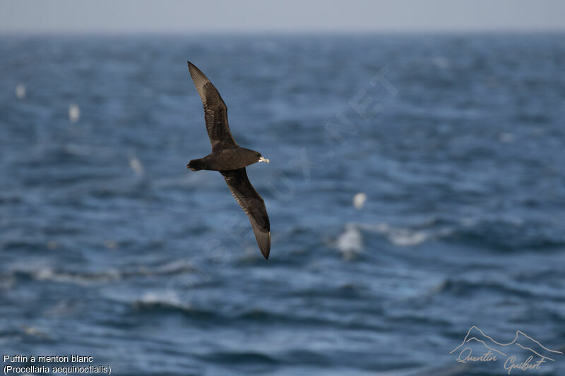 Puffin à menton blanc