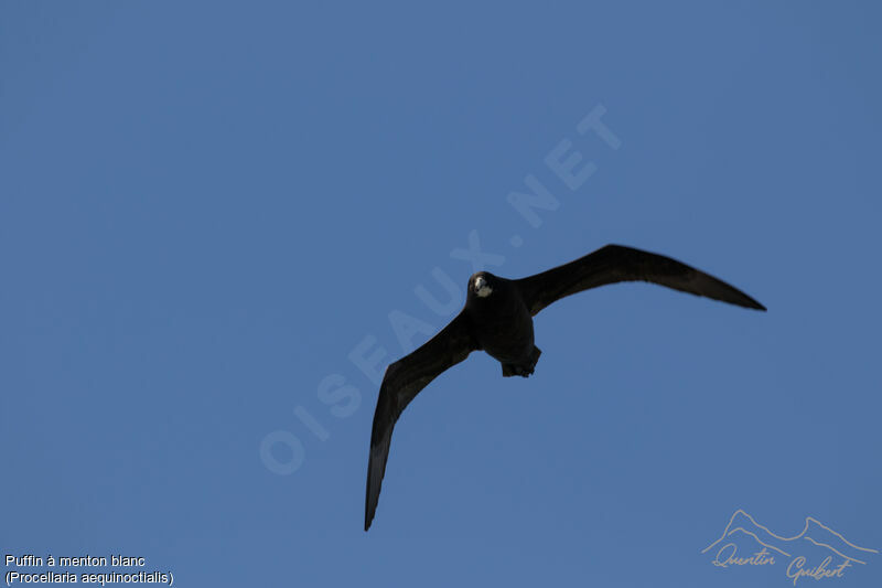 White-chinned Petrel