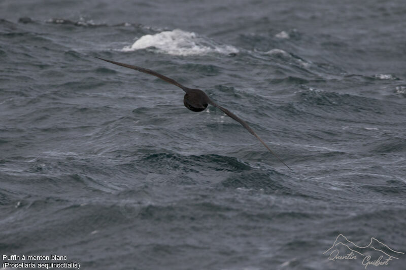 White-chinned Petrel