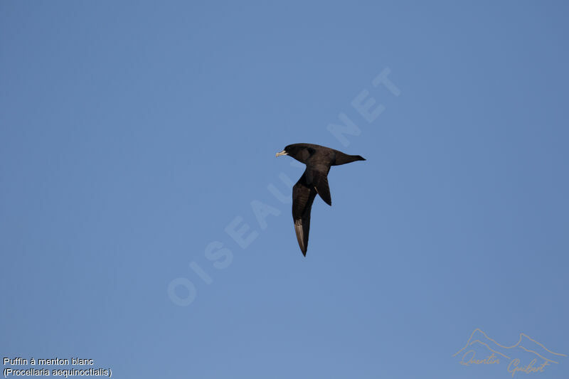 White-chinned Petrel