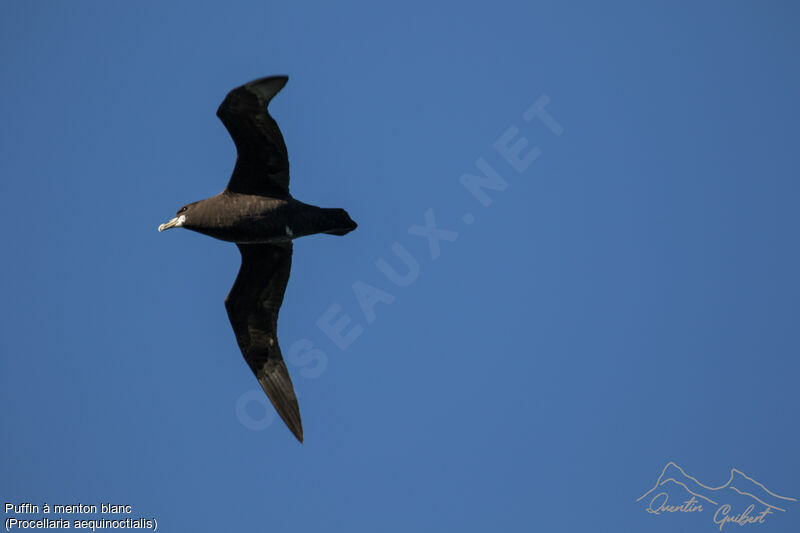 White-chinned Petrel