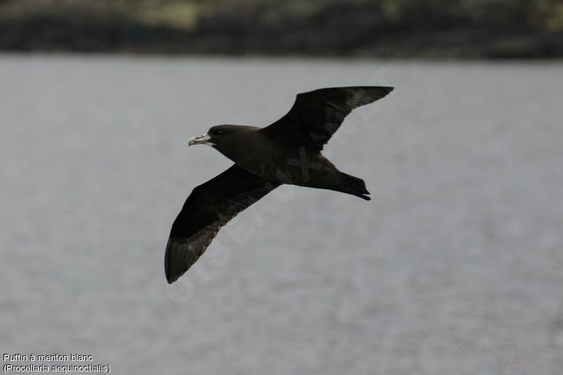 White-chinned Petrel