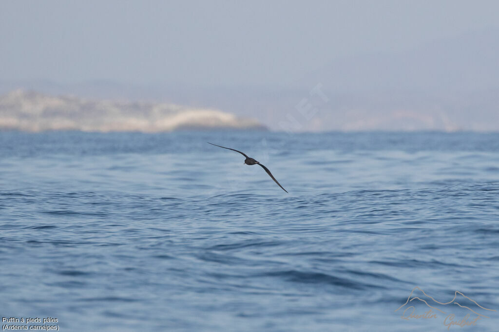 Puffin à pieds pâles