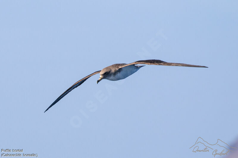 Cory's Shearwater