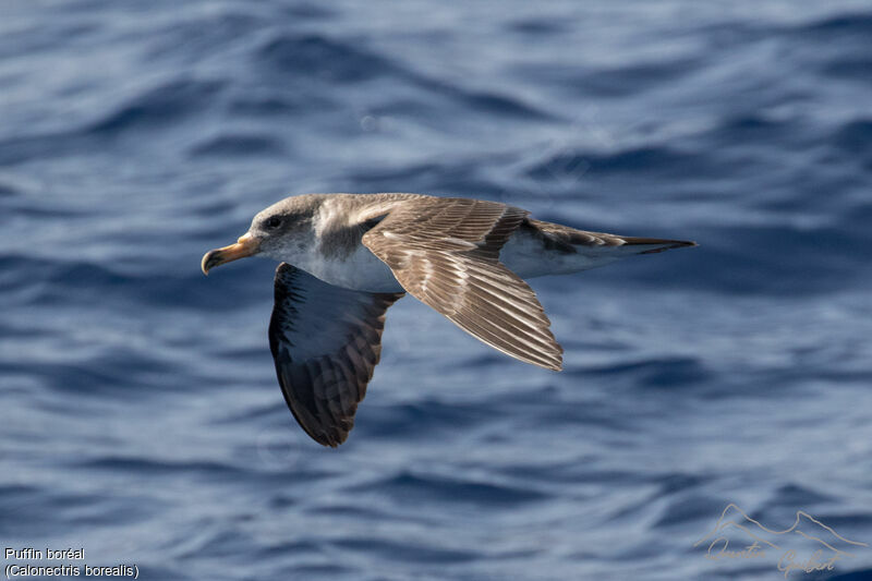 Cory's Shearwater