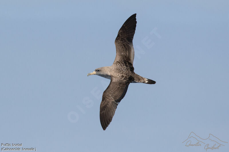 Cory's Shearwater, identification, Flight