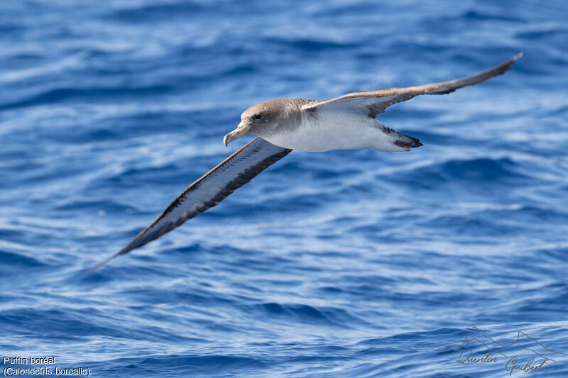 Cory's Shearwater, Flight