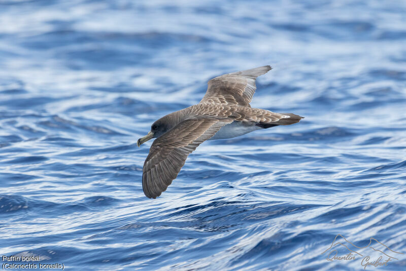 Puffin boréal