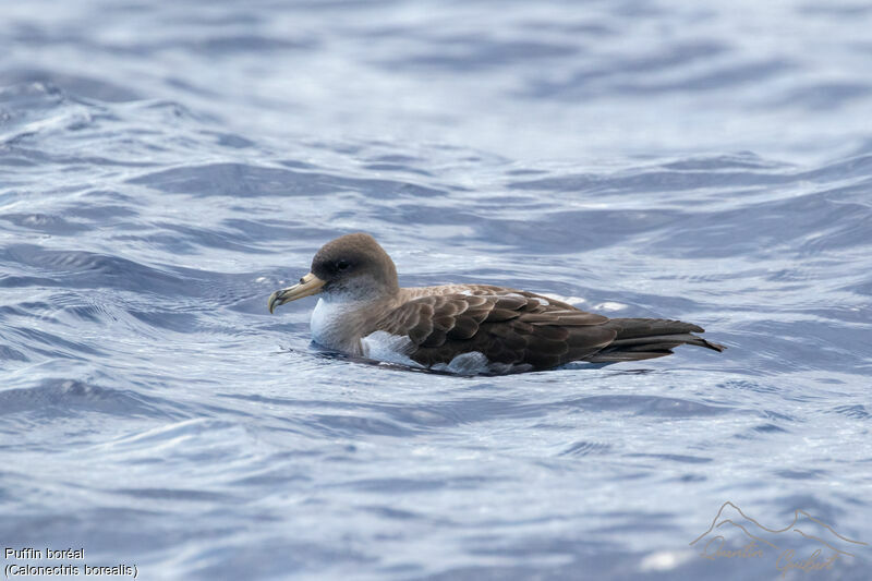 Cory's Shearwater