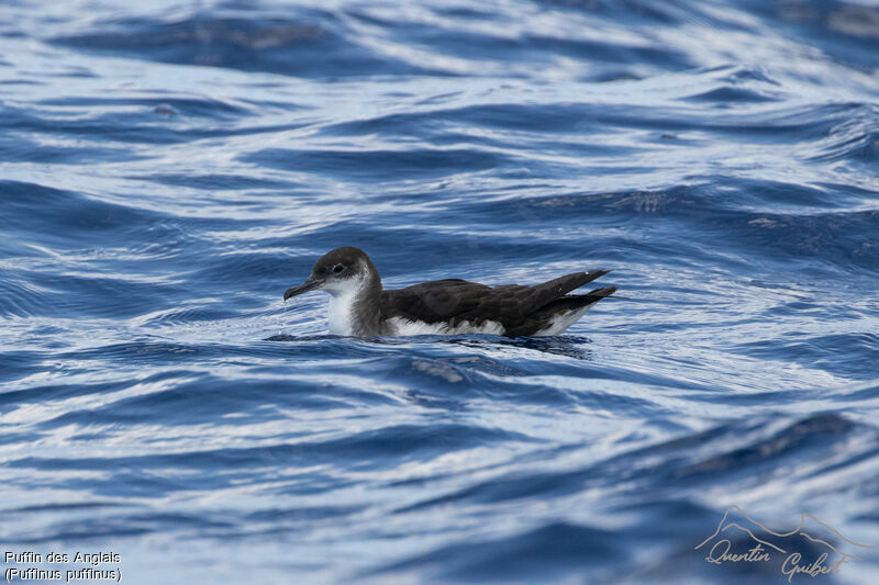 Puffin des Anglais