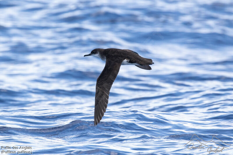 Manx Shearwater