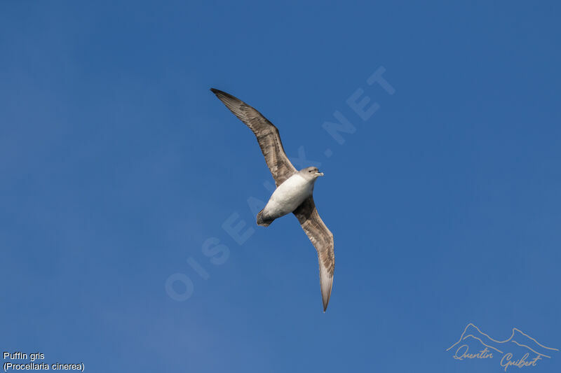 Grey Petrel