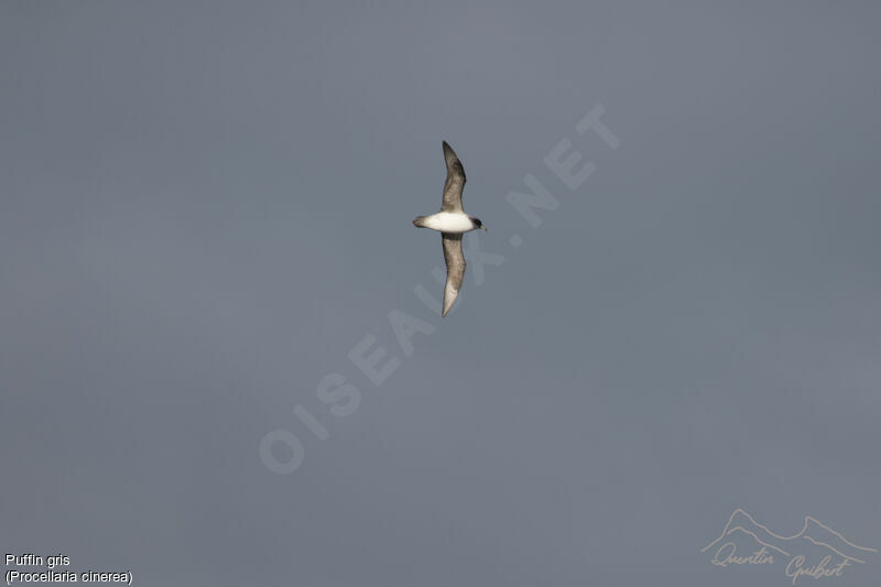 Grey Petrel, identification, Flight