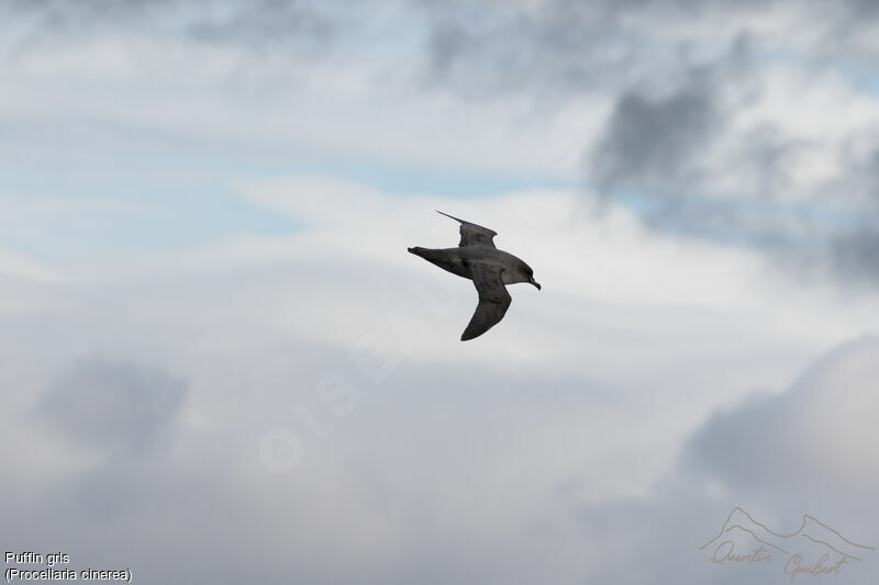 Grey Petrel