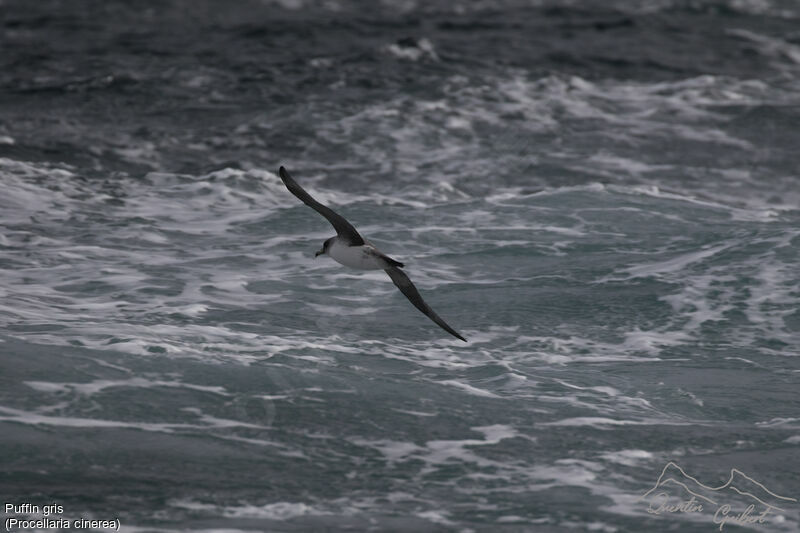 Grey Petrel