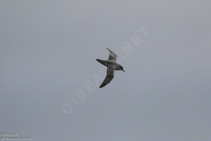 Grey Petrel