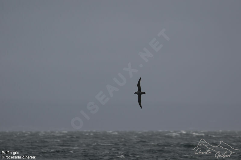 Grey Petrel