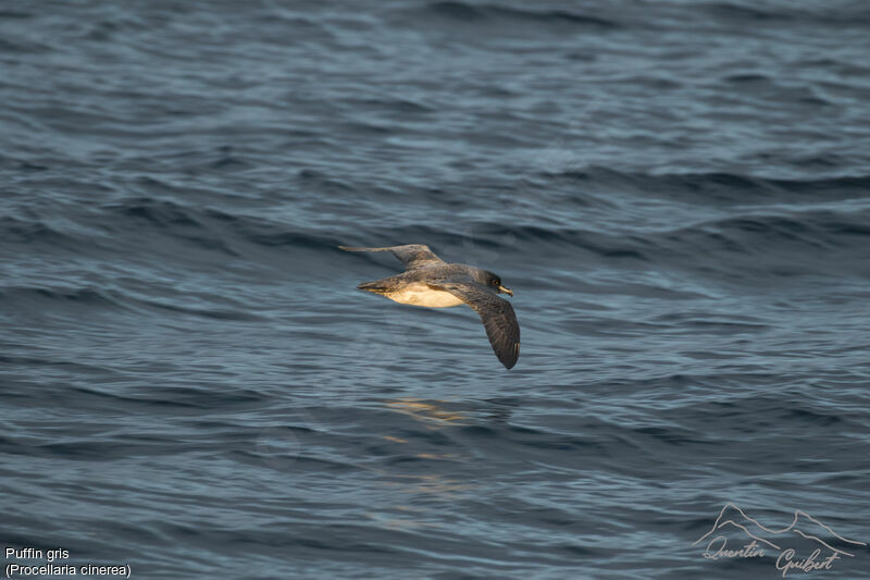 Grey Petrel