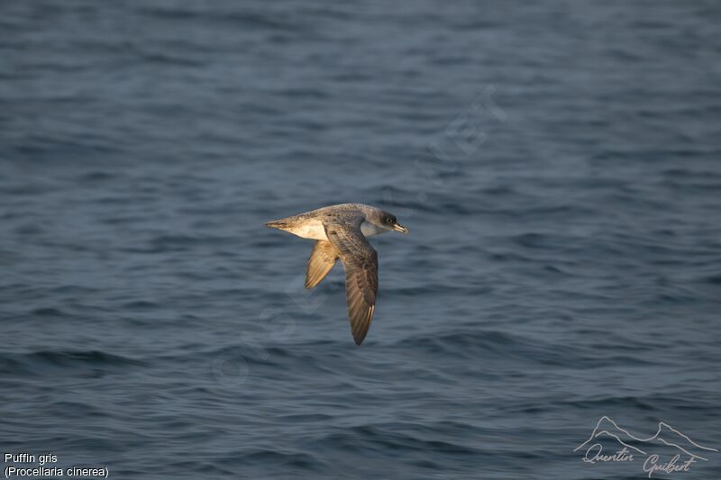 Grey Petrel