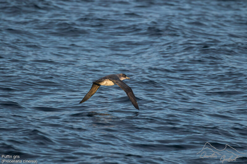 Grey Petrel