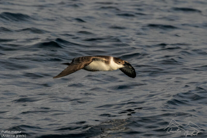 Puffin majeur, identification, Vol